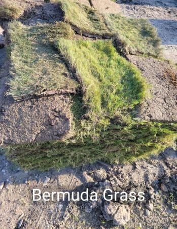### Image Description: A pallet of Tifway 419 Hybrid Bermuda grass sits in the yard of a landscape & supply store in Spring, TX. This is the most widely used type of Hybrid Bermudagrass.